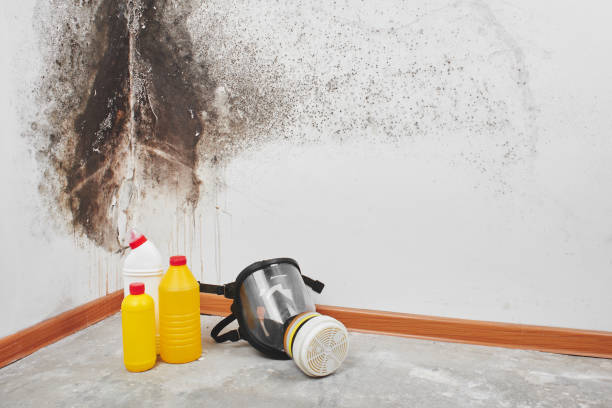 Best Commercial Mold Removal  in Felton, CA