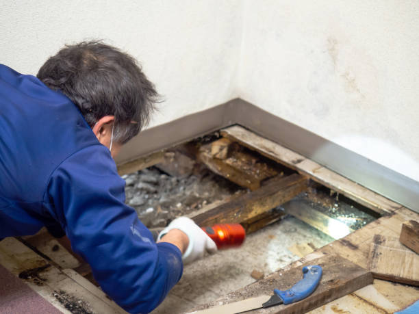 Best Mold Damage Repair  in Felton, CA