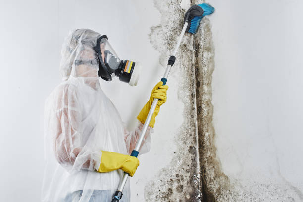 Best Mold Damage Repair  in Felton, CA