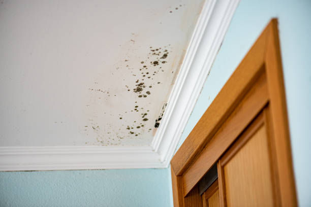 Best Crawl Space Mold Removal  in Felton, CA