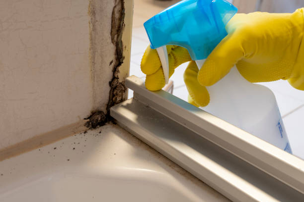 Best Black Mold Removal  in Felton, CA