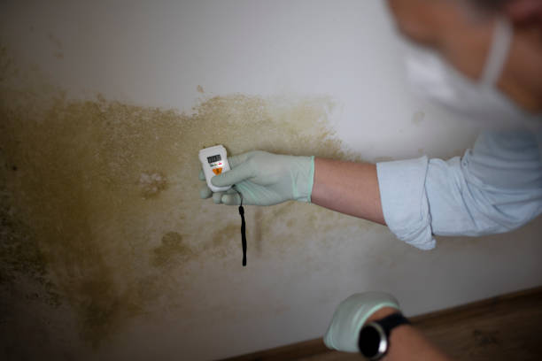 Best Mold Testing  in Felton, CA
