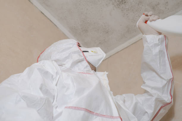 Mold Testing and Removal in Felton, CA