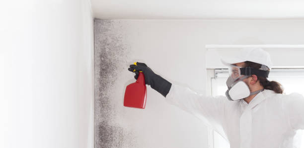 Best Emergency Mold Removal  in Felton, CA