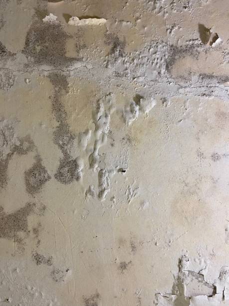 Best Toxic Mold Removal  in Felton, CA