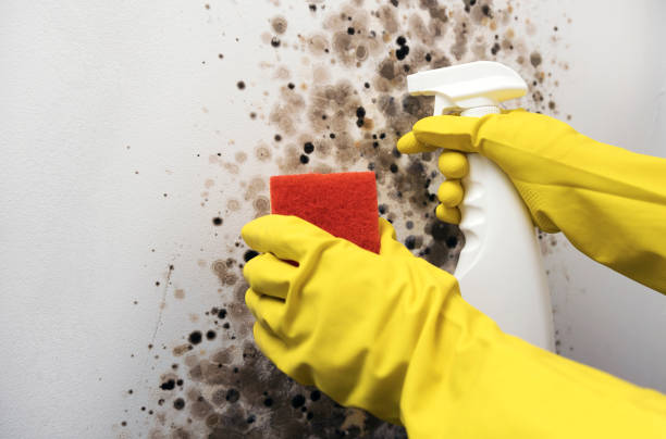 Best Local Mold Removal Service  in Felton, CA