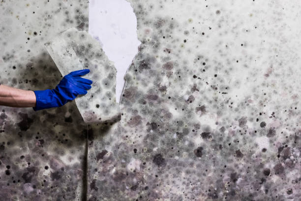 Best Same-Day Mold Removal  in Felton, CA