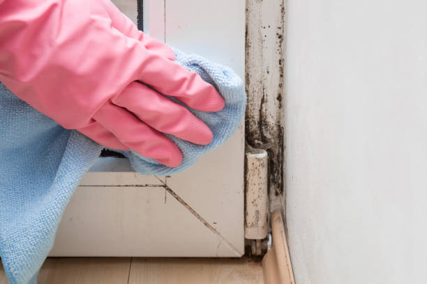 Best Best Mold Removal Companies  in Felton, CA