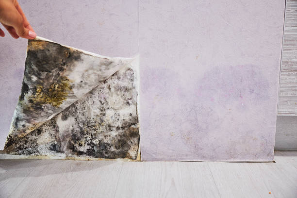 Best Attic Mold Removal  in Felton, CA